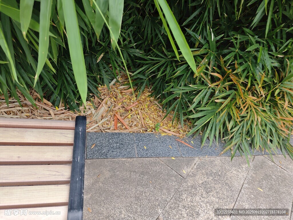 木質(zhì)步道旁的綠植景觀