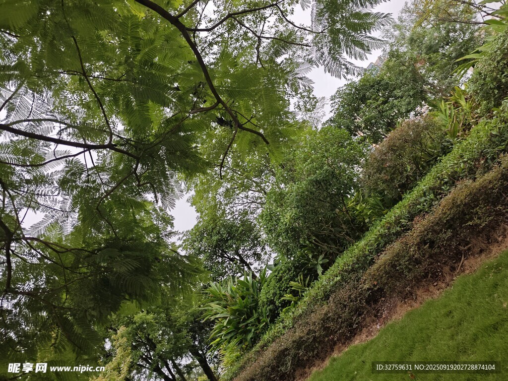 綠意盎然的戶外自然景致