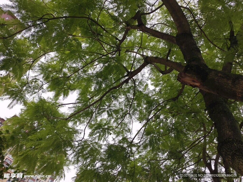 仰視蔥郁繁茂的樹(shù)冠
