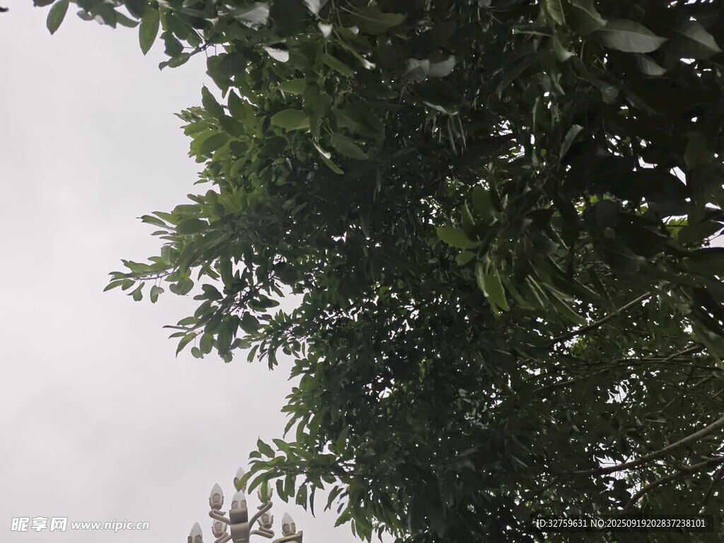 枝葉繁茂的綠樹景觀