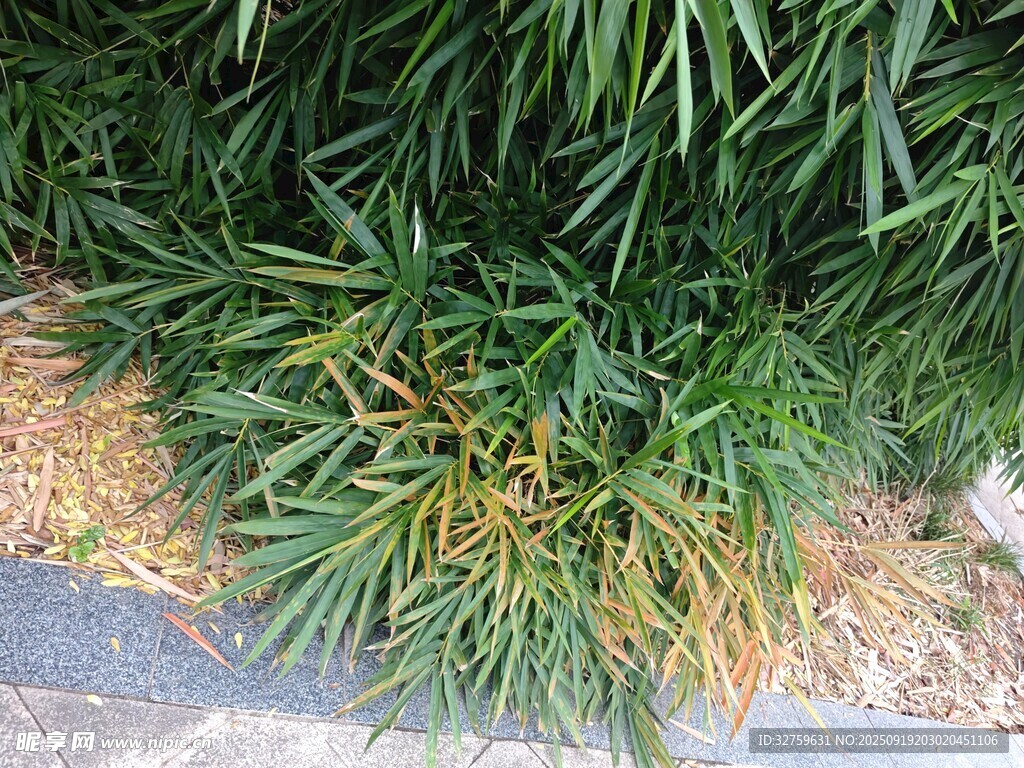 綠葉間的枯黃植物