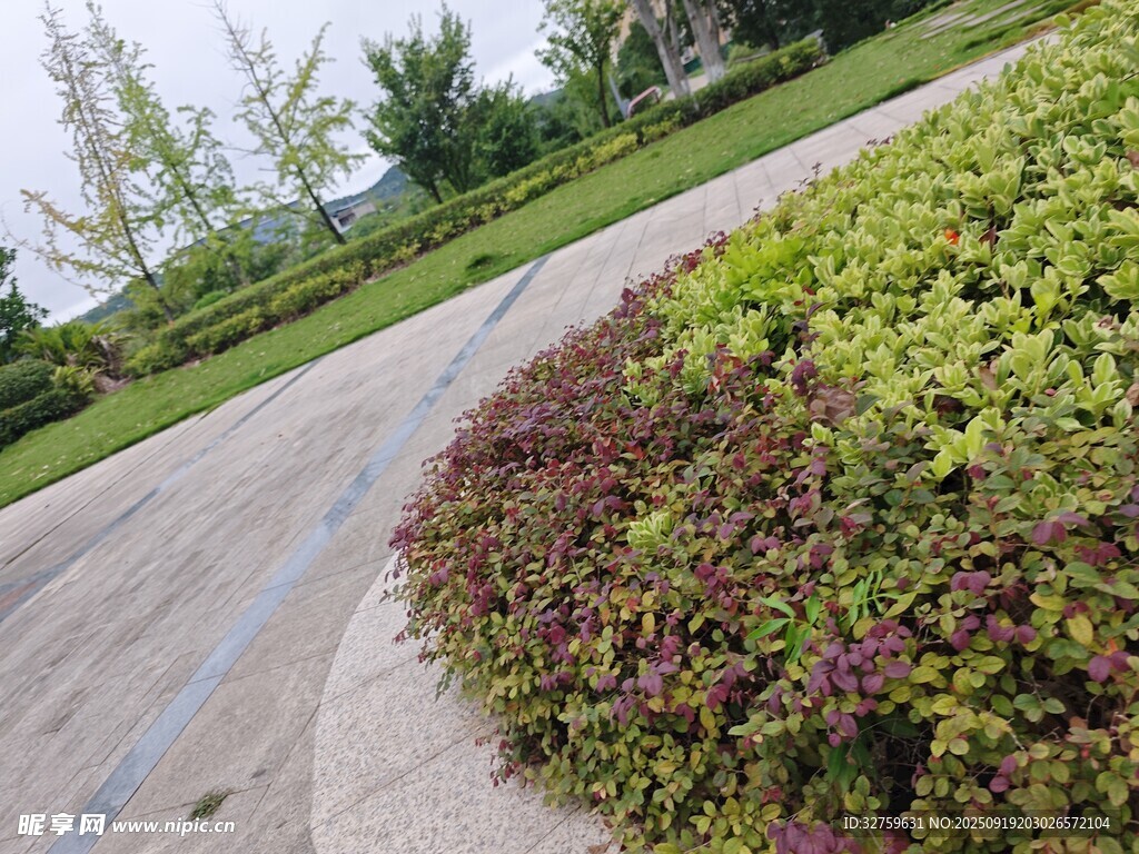 園林小徑旁的多彩綠植