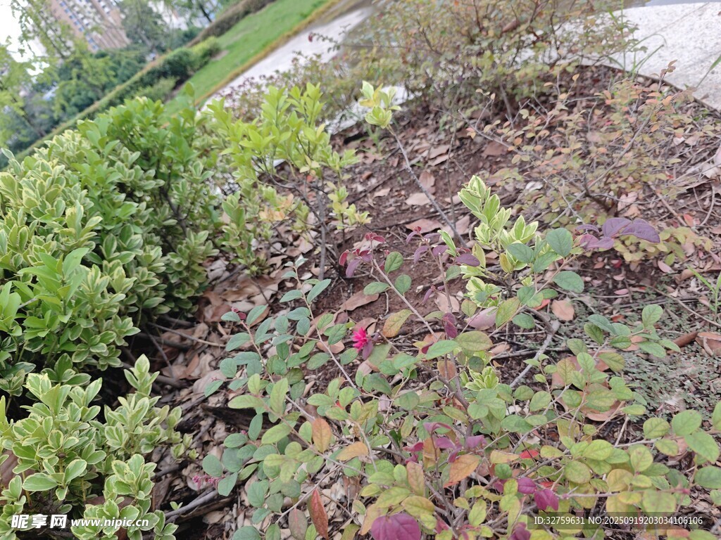 多彩植物景觀