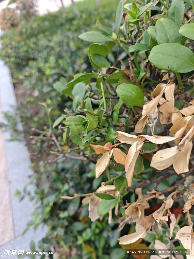 墻邊綠植與枯黃葉片景象