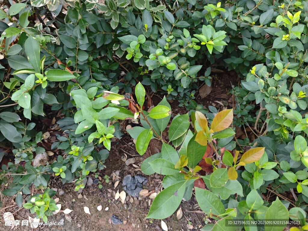 綠葉間的多彩植物景觀