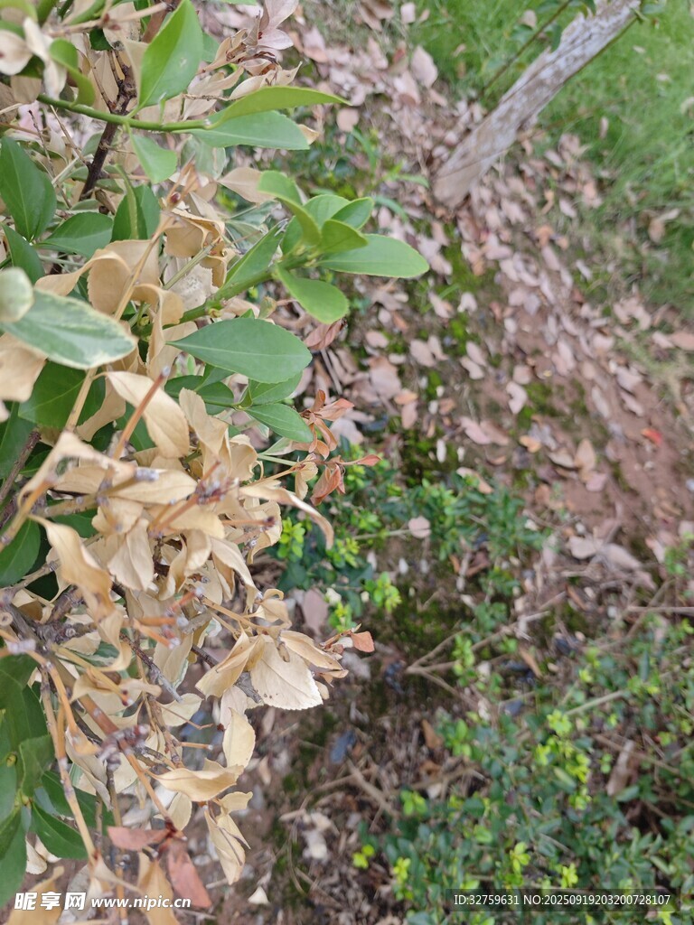 枯萎繡球植物景觀