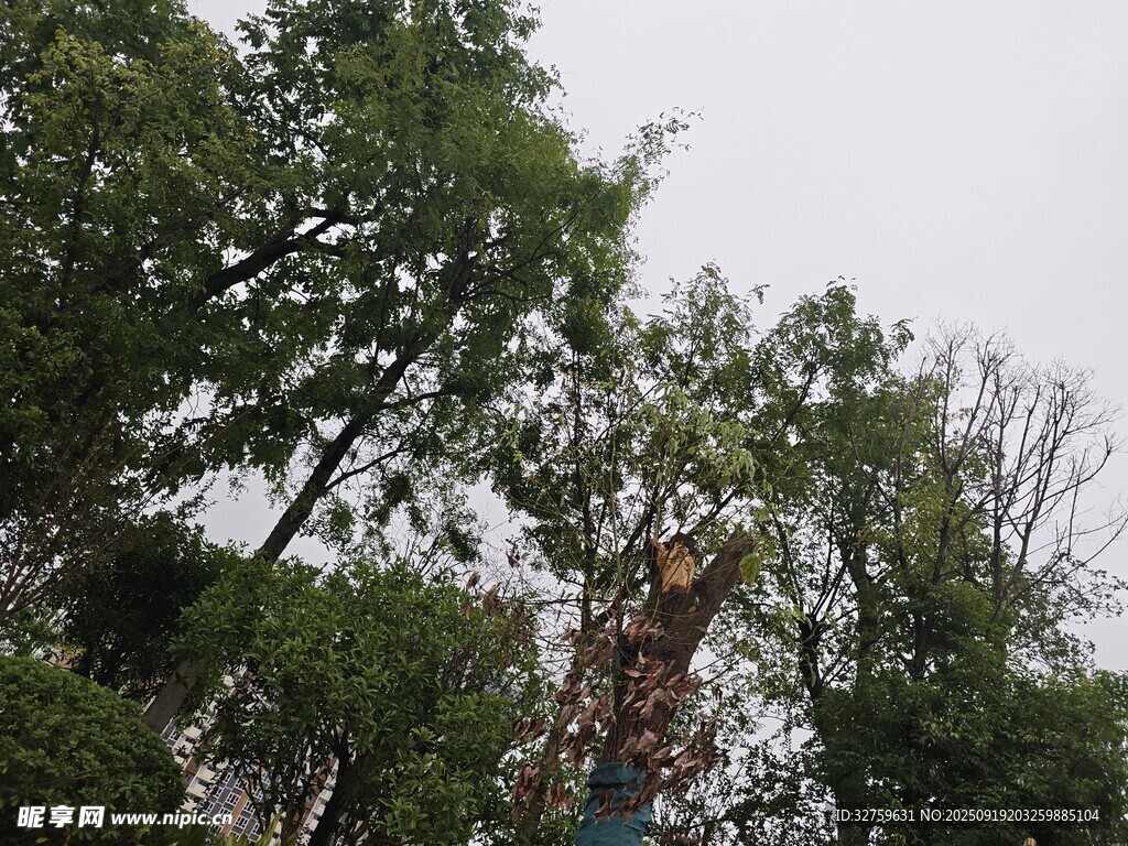 綠樹環(huán)繞的戶外景象