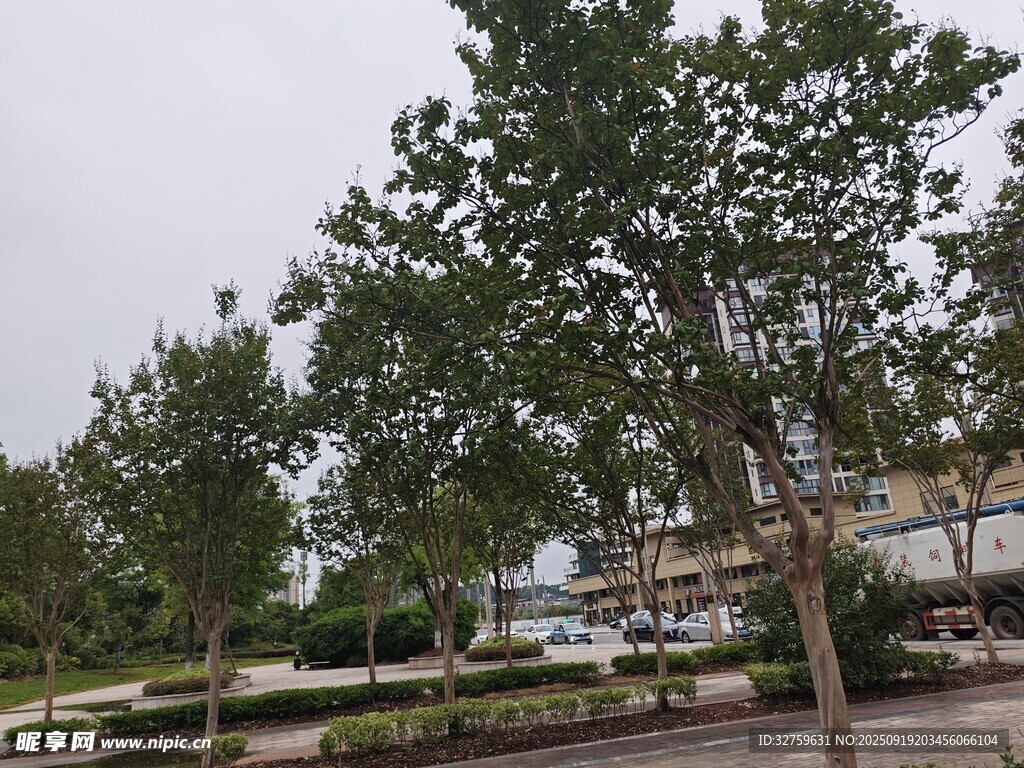城市中的綠樹景觀