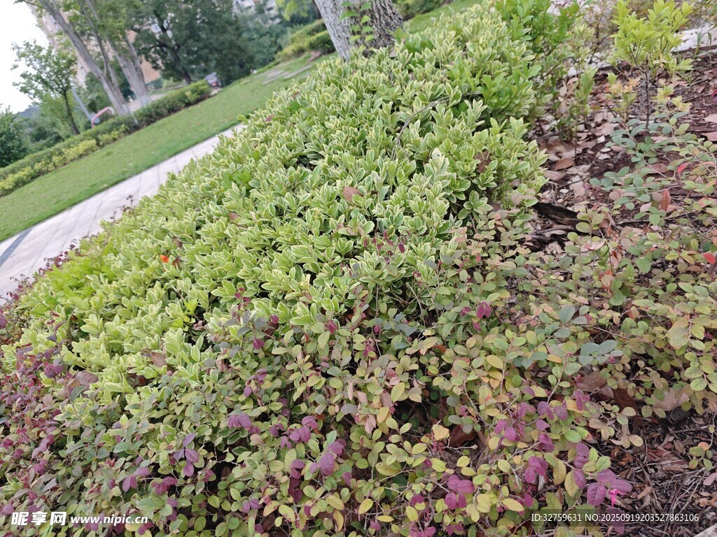 多彩植物景觀