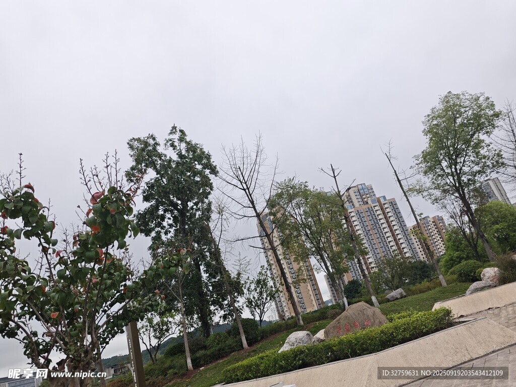 城市道路旁的綠樹(shù)景觀