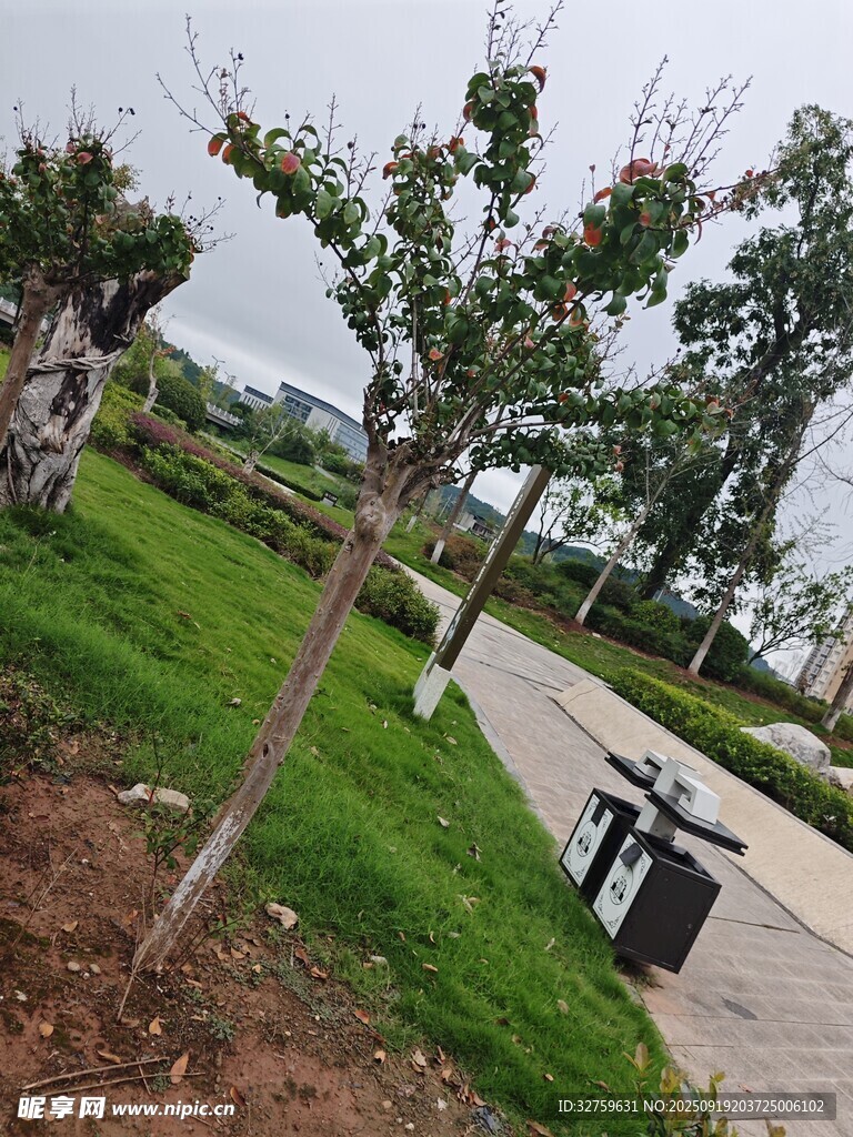 公園小徑旁的綠樹與草地