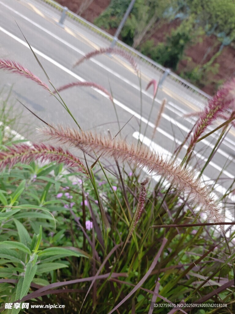 路邊的觀賞草植物特寫