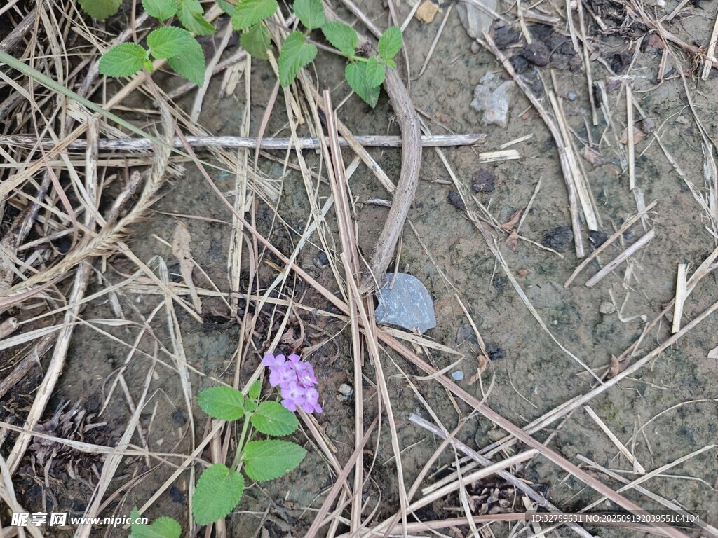 地面上的紫色小花與硬幣