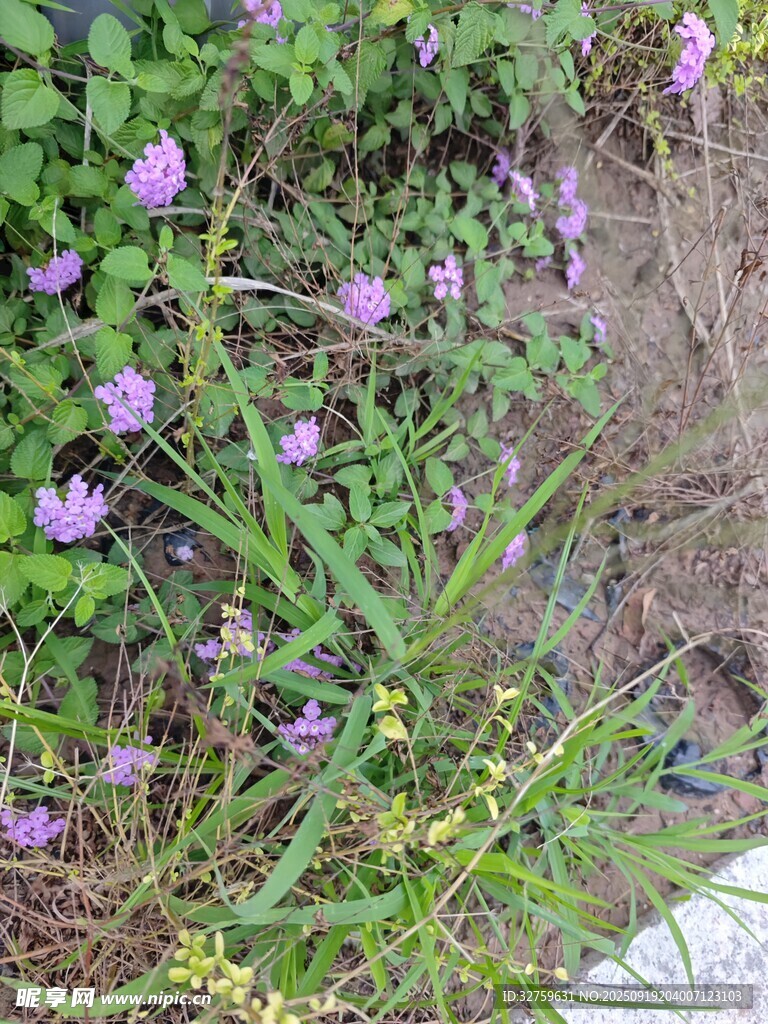 紫色小花綻放于草叢間