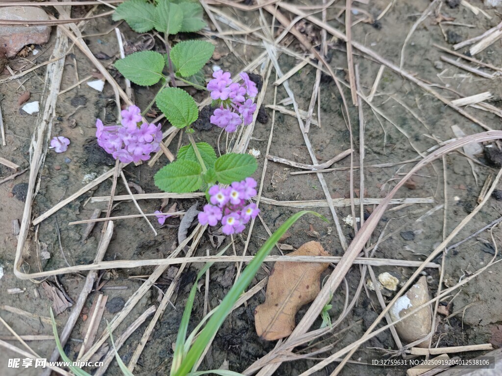 地面綻放的紫色小花
