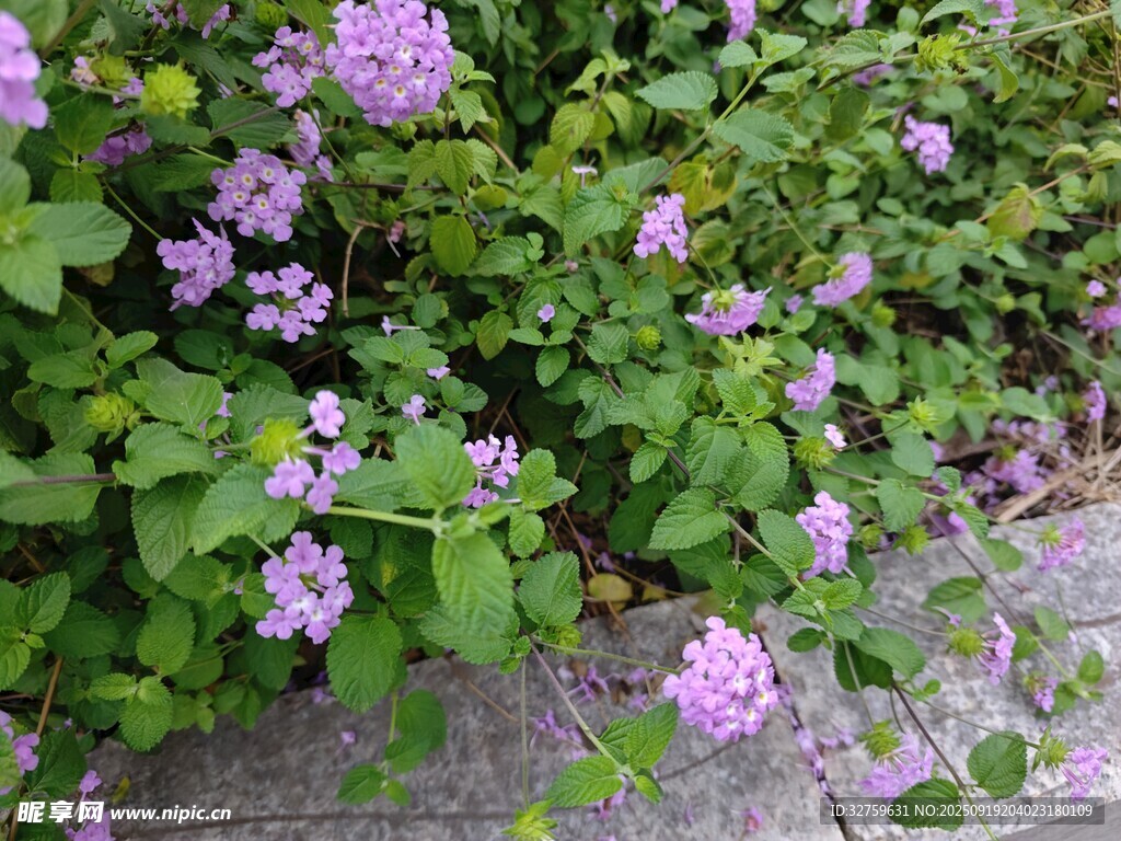 紫色小花簇?fù)碛诰G葉間