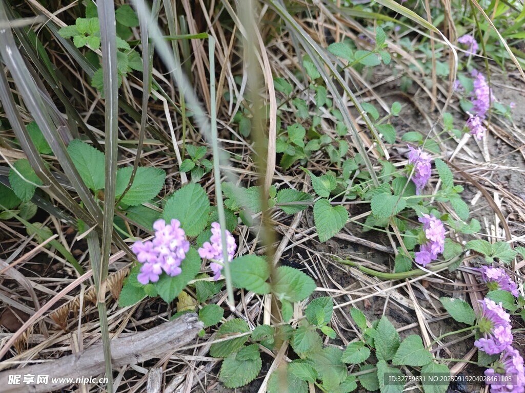 草叢中的紫色小花