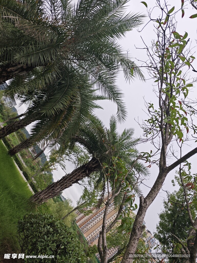 戶外蔥郁棕櫚樹景觀