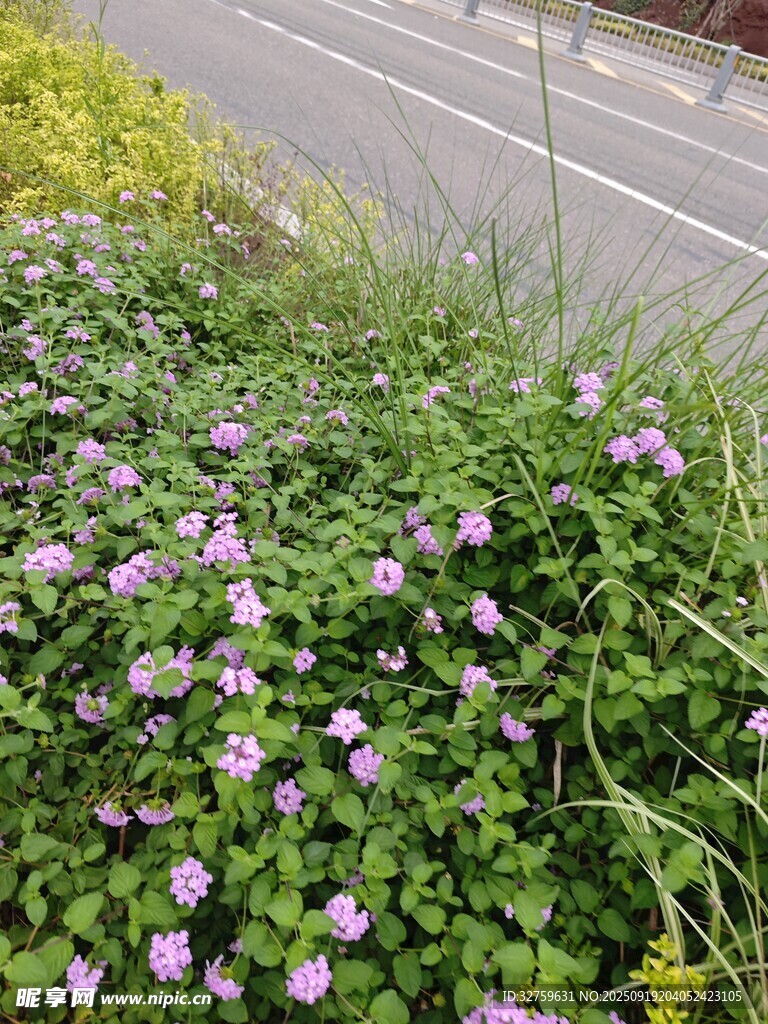 路邊綻放的紫色小花