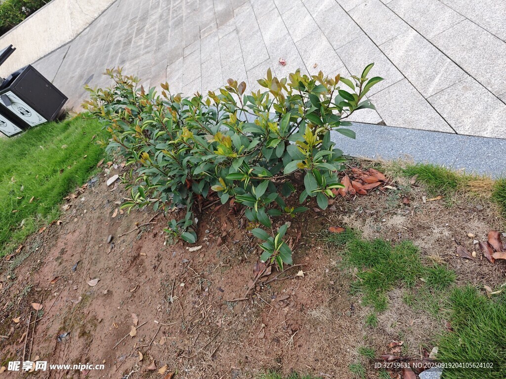 小叢綠植生長于泥土中