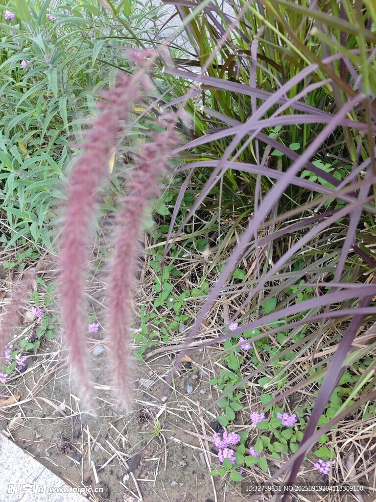 路邊的紫色羽毛植物