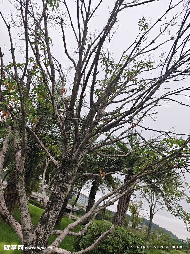 枯樹枝與繁茂綠植景觀
