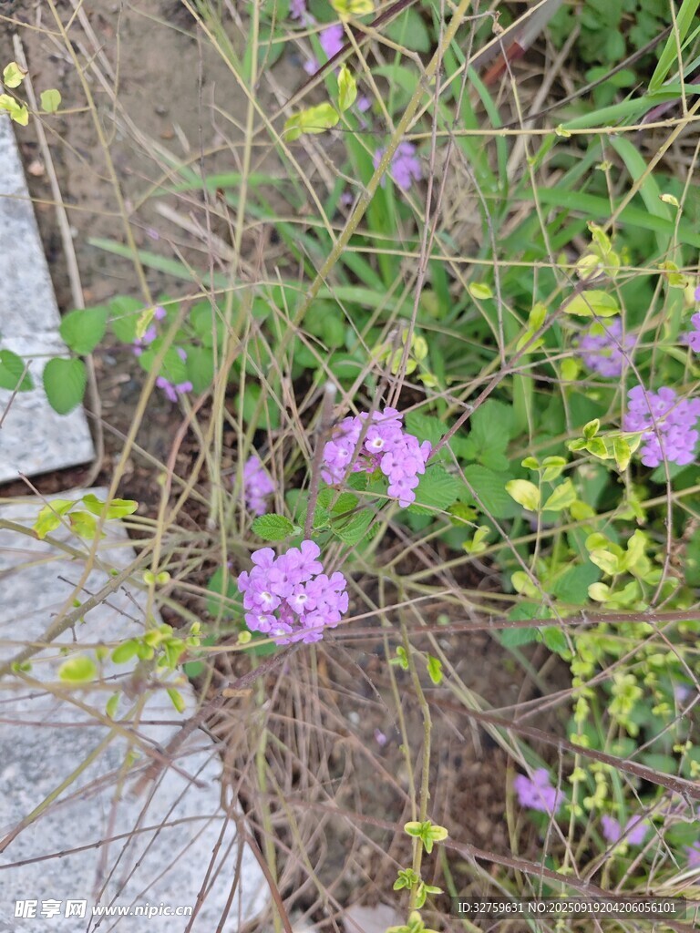 路邊綻放的紫色小花