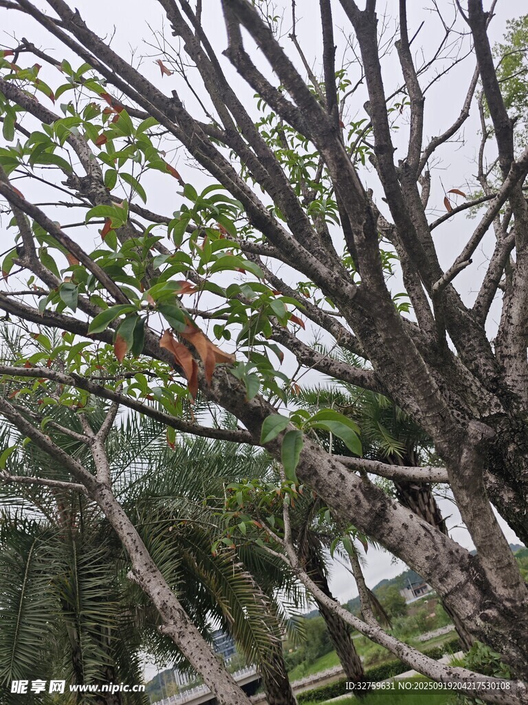 枝頭綠葉間的自然景致