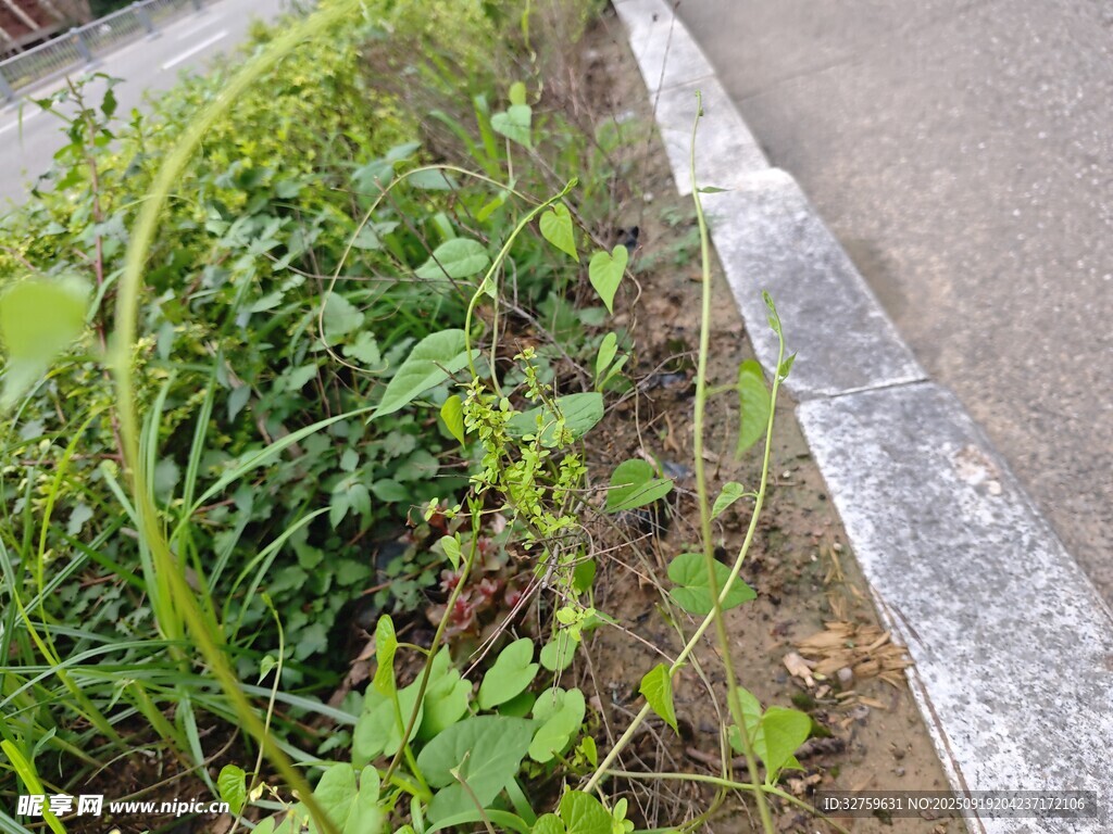 路邊生長的繁茂綠色植物