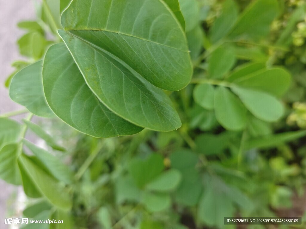 嫩綠葉片特寫(xiě)