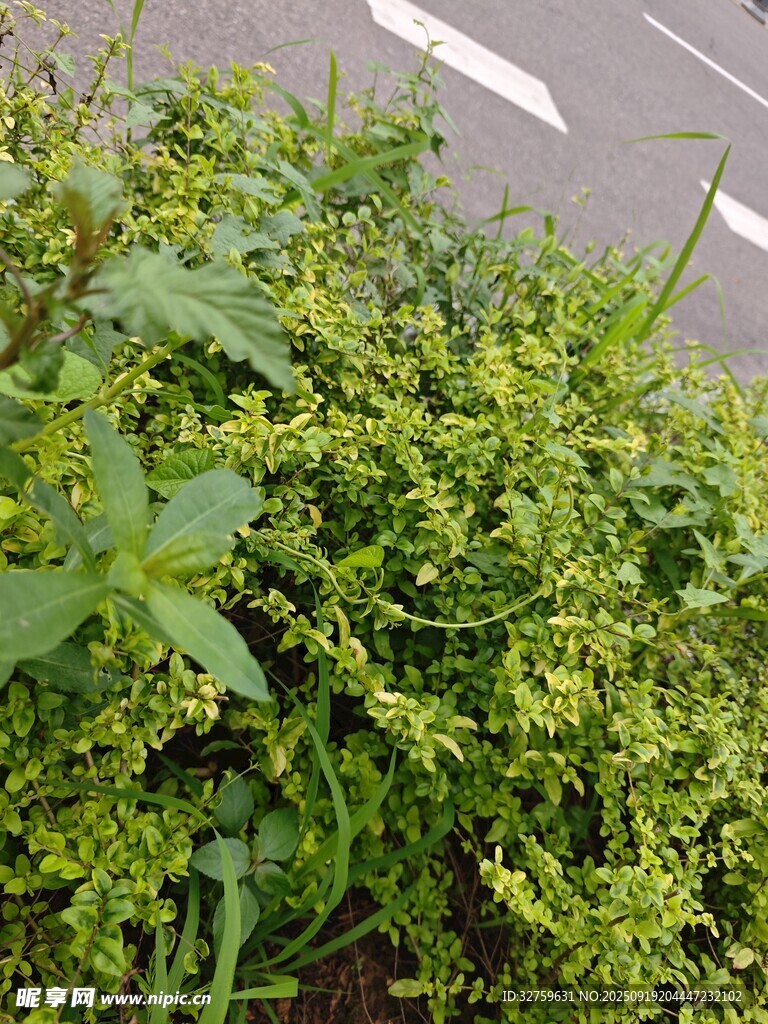 路邊翠綠繁茂的植物