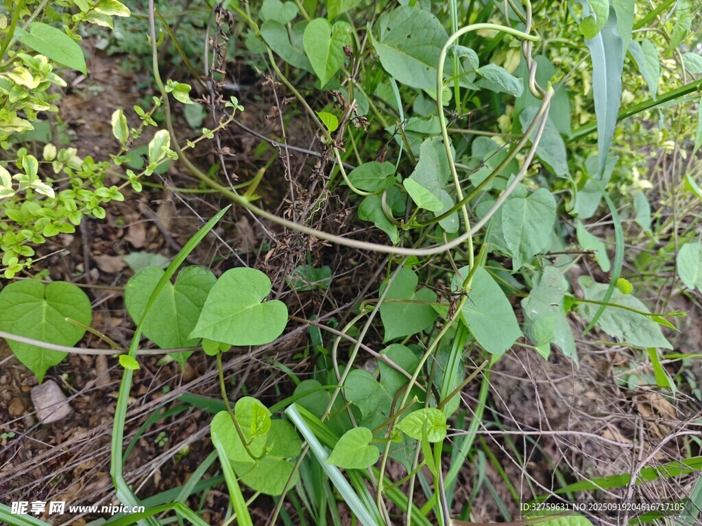 野外三葉草植物景象