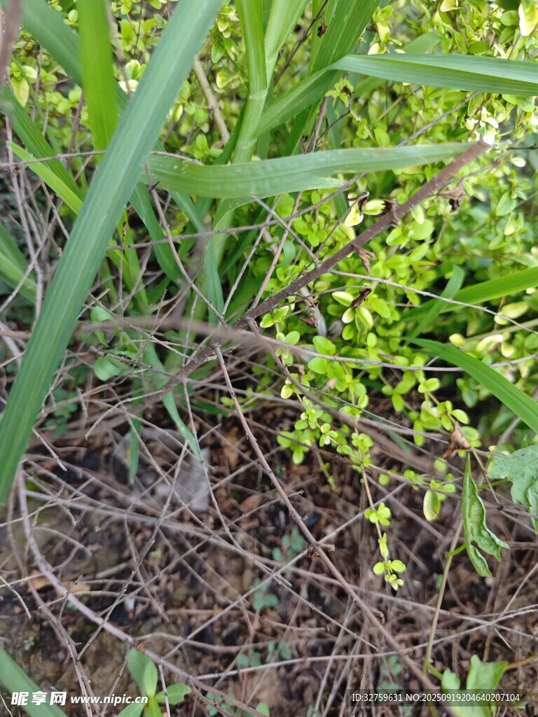草叢中的嫩綠植物