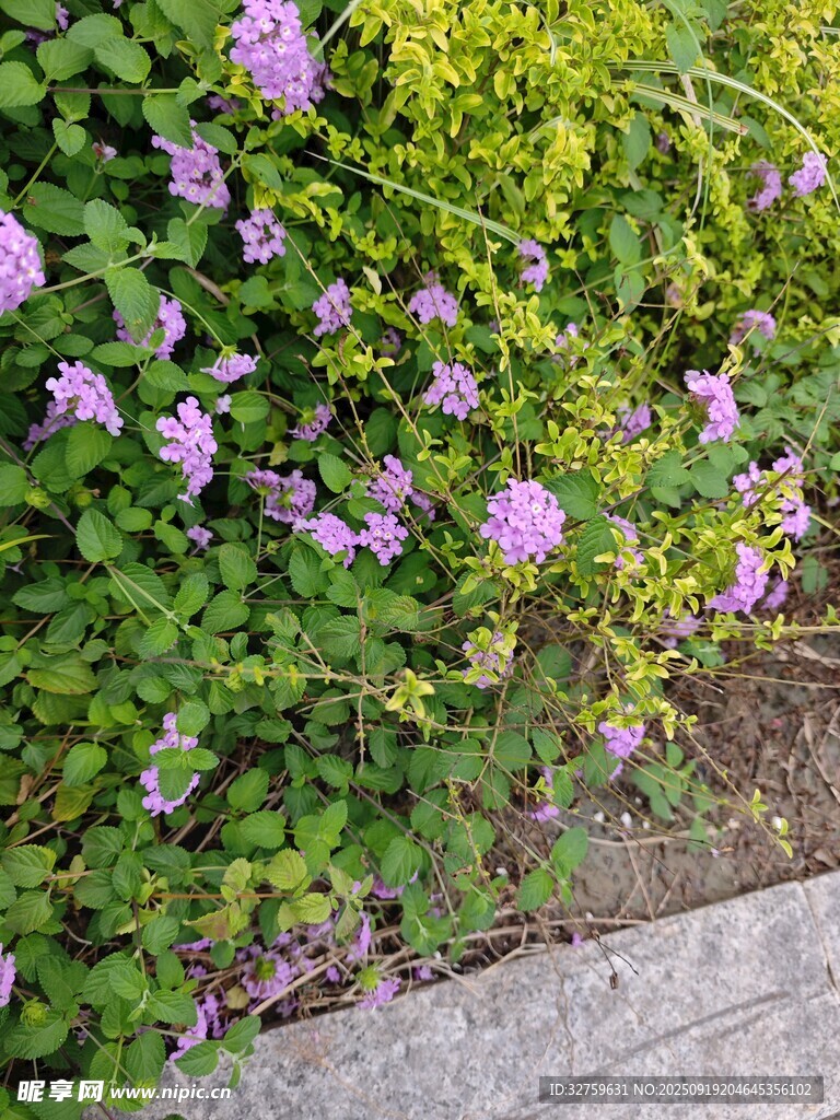 紫色小花綻放于綠葉間