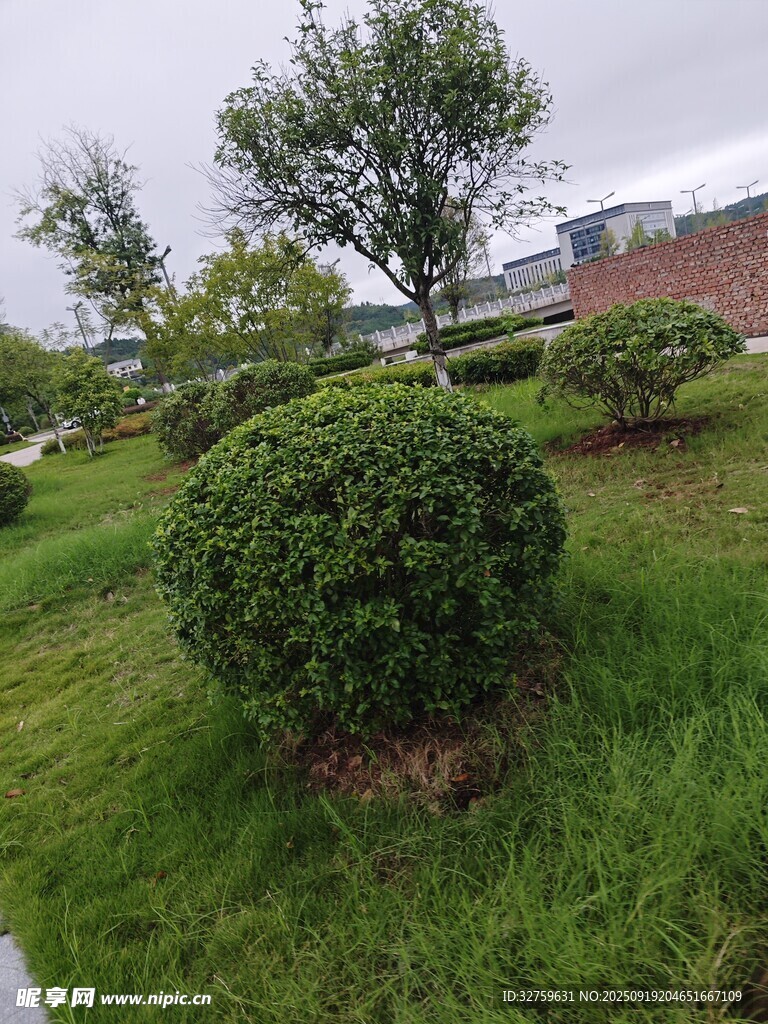 綠意盎然的園林灌木景觀