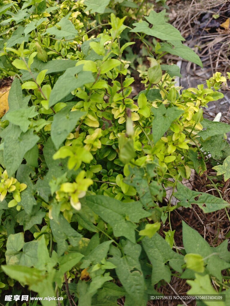 綠葉黃花的植物景觀