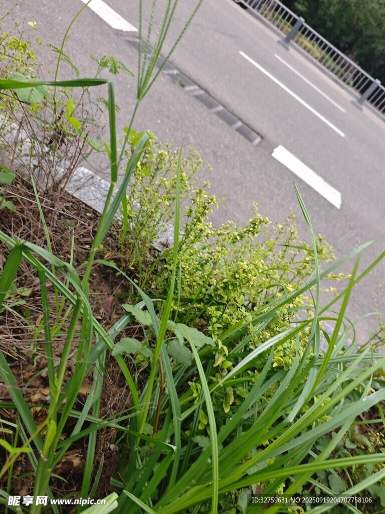路邊生長的蔥與綠色植物