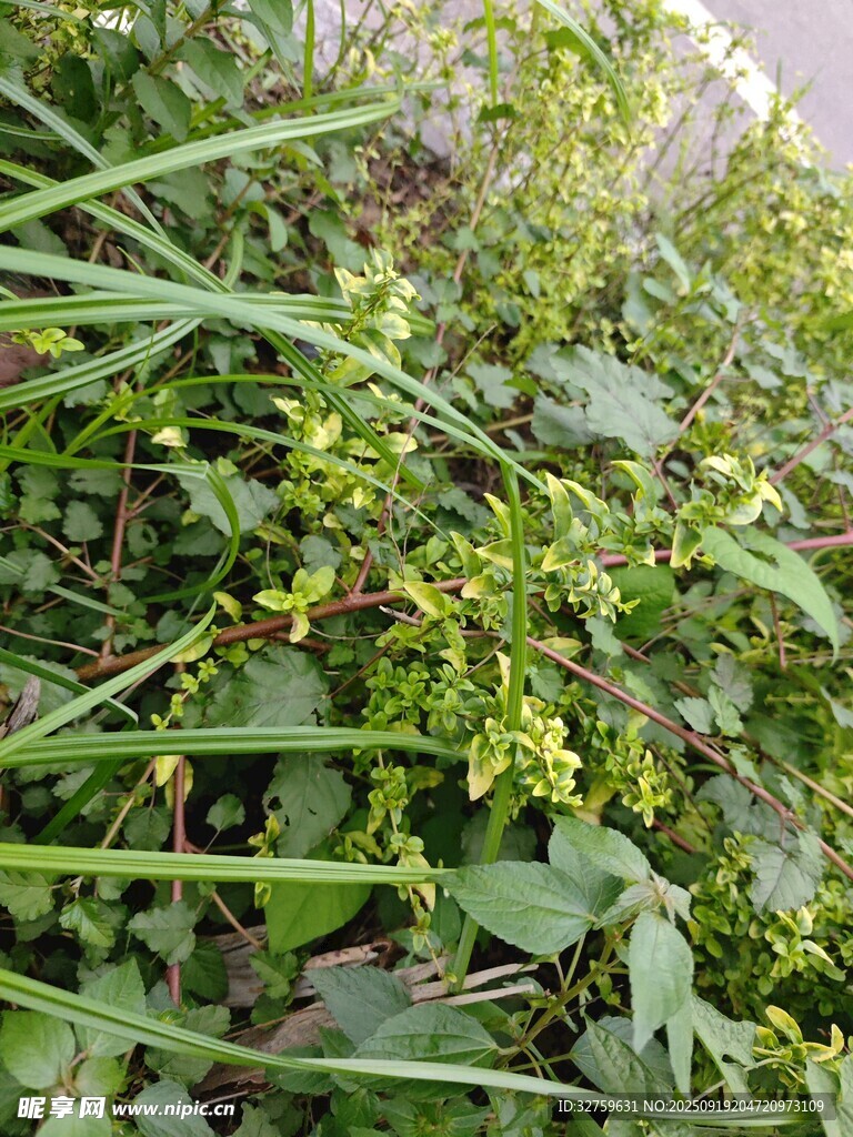 繁茂綠植中的黃色小花