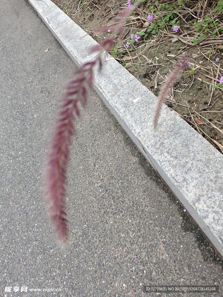 路邊的紫色狗尾草