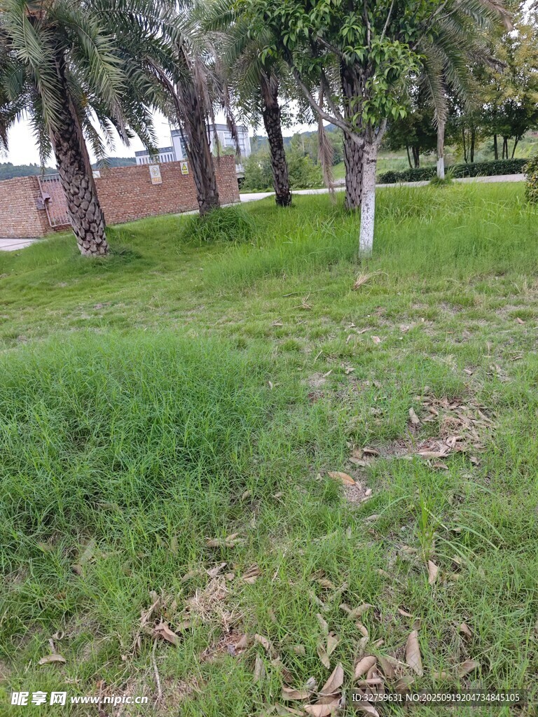 戶外草地樹木景觀圖