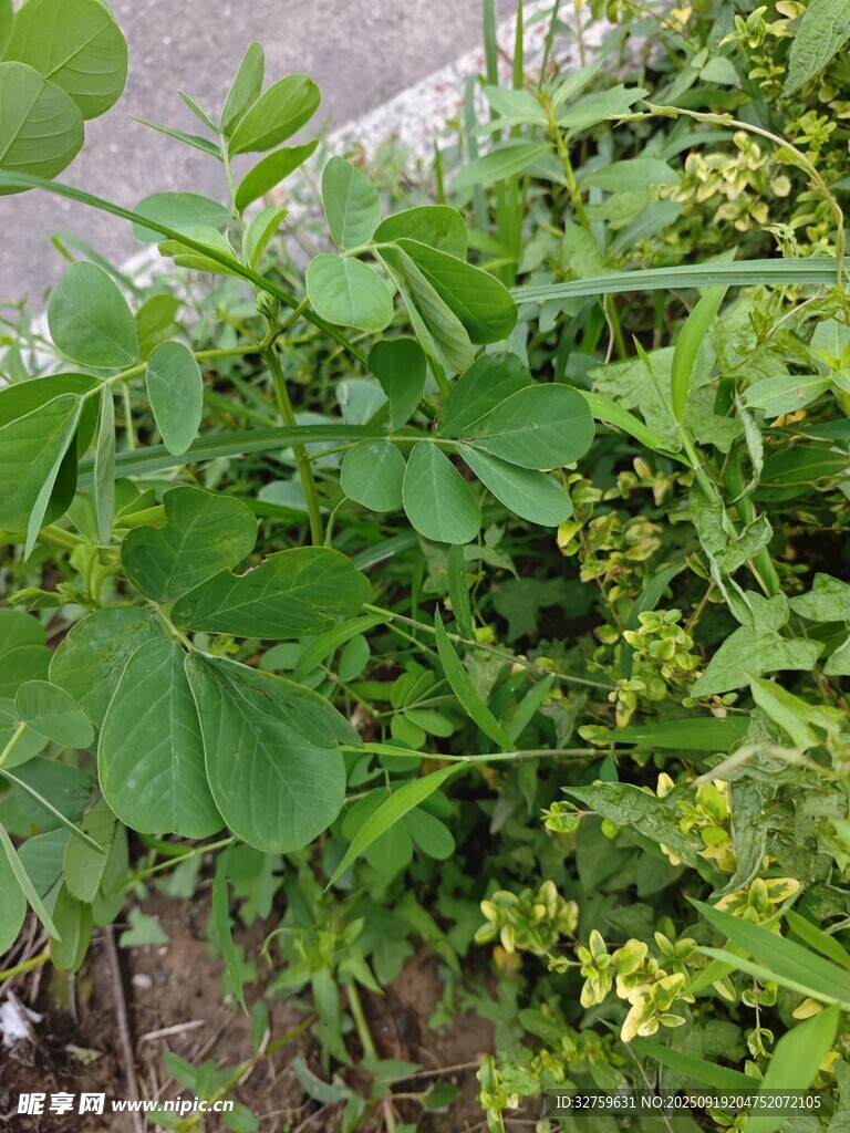 綠葉間的黃色小花植物