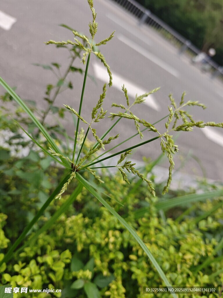 路邊綠色植物特寫