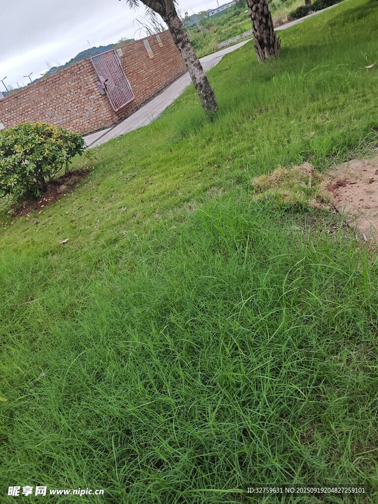 戶外翠綠草地與樹木景觀