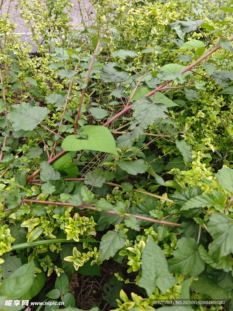 綠葉黃花植物特寫