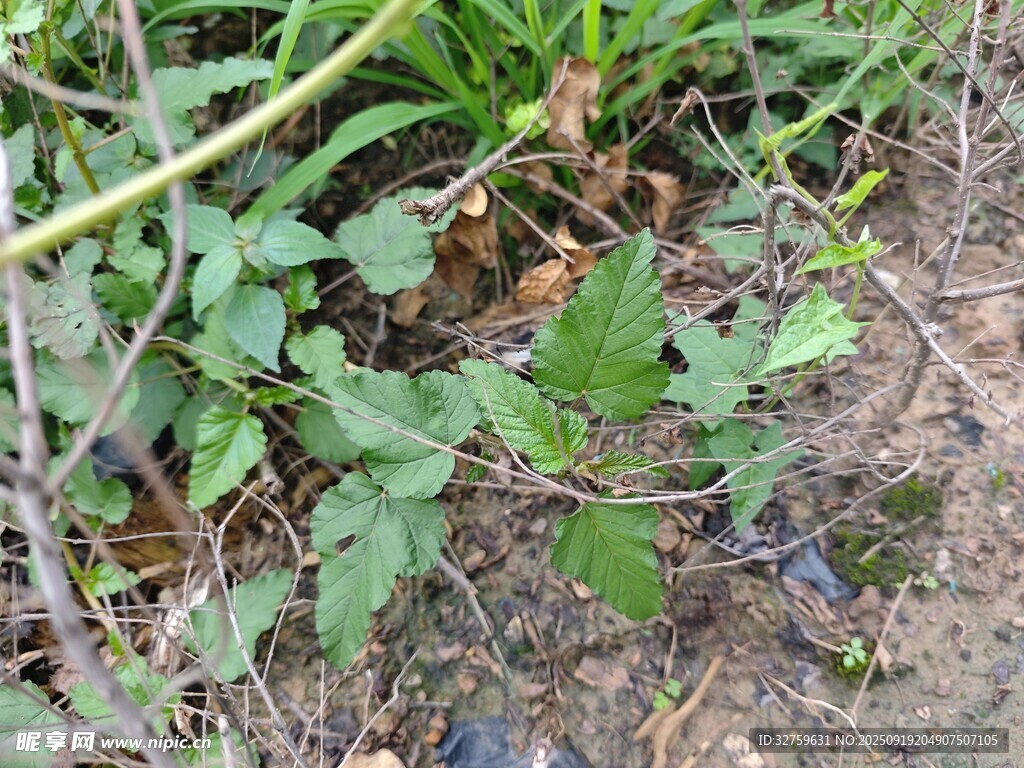 野外生長(zhǎng)的綠色植物