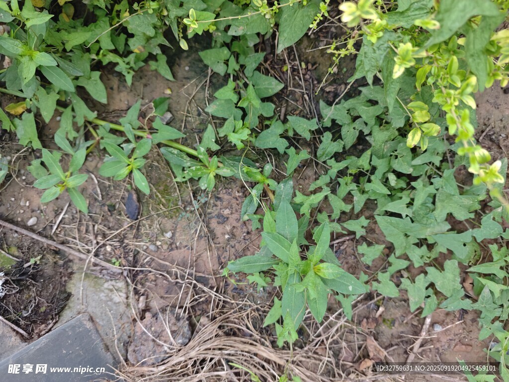 地面綠植景象