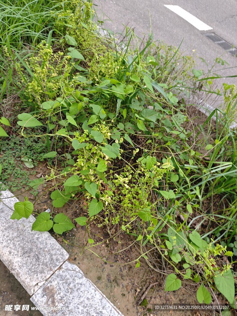 路邊生長的綠色植物