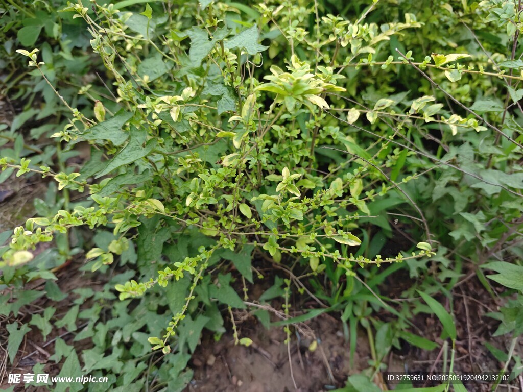 綠葉繁茂的野生植物