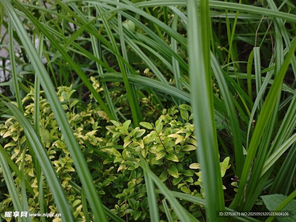 翠綠植物叢中的生機(jī)景象