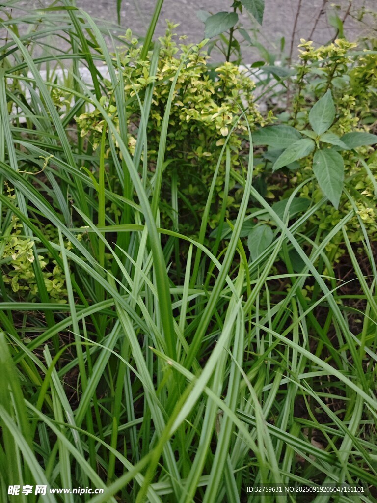 草叢中的綠植